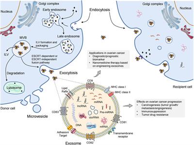 Non-Coding RNAs Delivery by Small Extracellular Vesicles and Their Applications in Ovarian Cancer